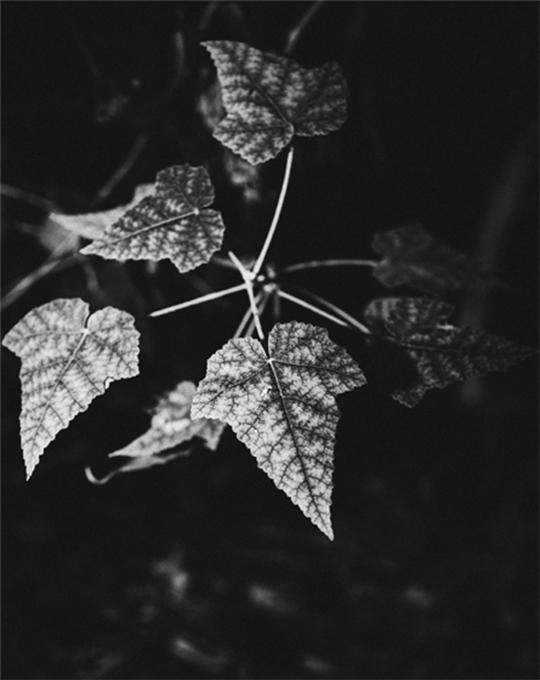  Photographer Jo Thorne's shot of a botanical plant, photographed at night with the Canon Speedlite 470EX-AI.